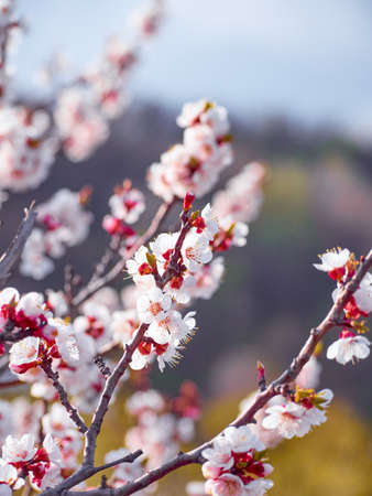 Blooming apricot in the garden.