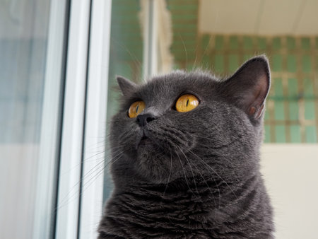 Portrait of a gray cat close up.の写真素材