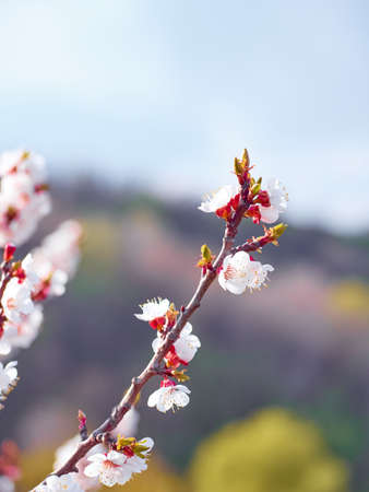 Blooming apricot in the garden.の写真素材
