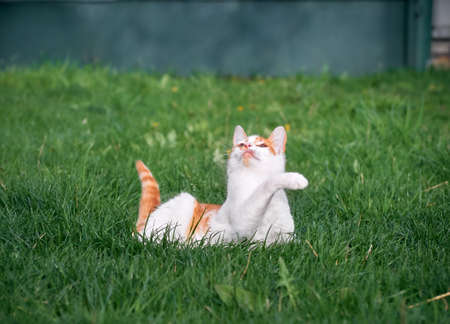 Kitten playing in the garden.の写真素材