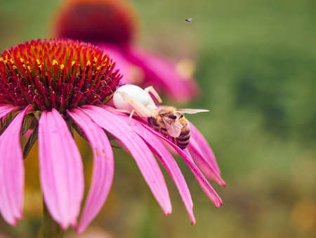 White widow spider (Latrodectus pallidus) caught a bee on flower of Echinaceaの写真素材