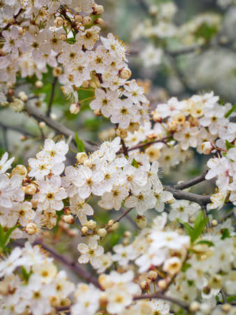 Blooming cherry plum in the garden.の写真素材