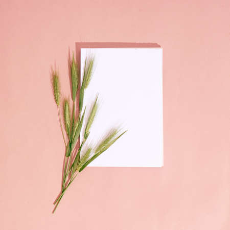 Green spikelets with blank paper for text.の写真素材