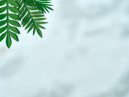 Summer background with green paper tropical leaves.の写真素材
