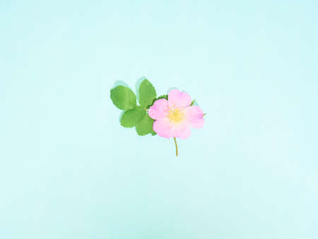Pink wild rose on blue background Top view, flat lay.の写真素材