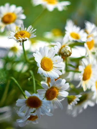 Bouquet of daisy flowers, close up.の写真素材