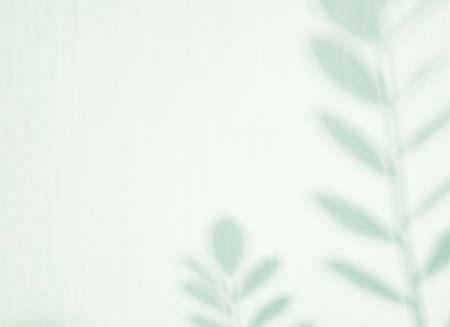 Abstract background of shadow palm leaves.の写真素材