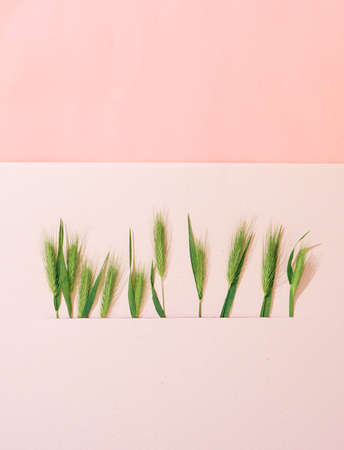 Composition with green spikelets. Top view, copy spaceの写真素材