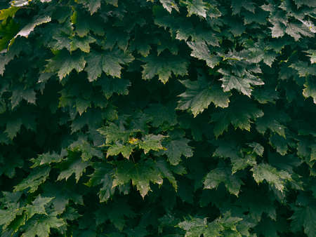 Background of fresh green leaves.の写真素材