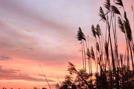 Summer dry reed at sunset.の写真素材