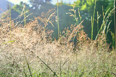 Morning dew on green grass and colorful flowers.の写真素材