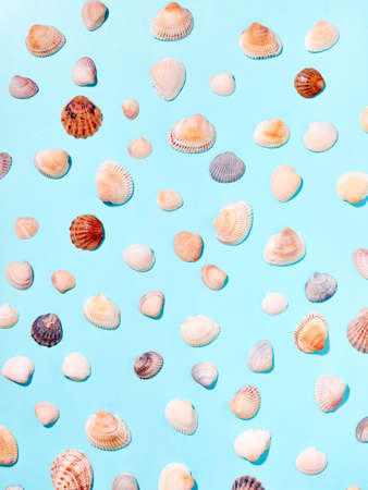 Sea shells pattern on blue background. Flat lay, top view.の写真素材