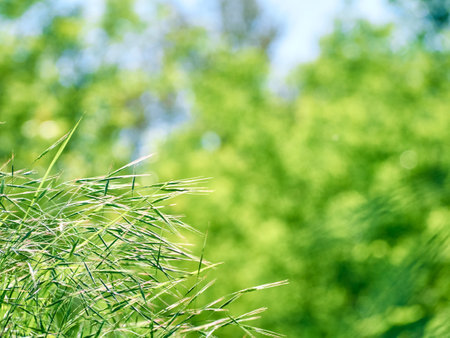 Green leaves blurred bokeh background.の写真素材