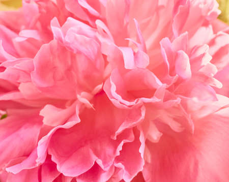 Unfocused abstract peony flowers background.の写真素材