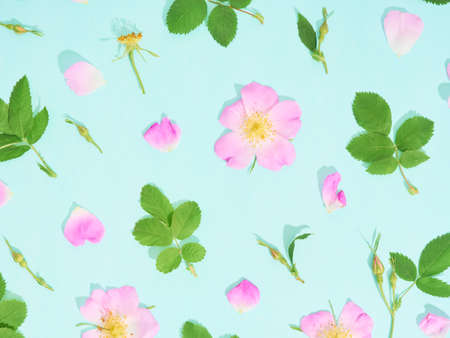 Floral pattern of pink wild roses on blue background.の写真素材