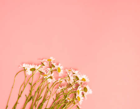 Chamomile flowers on pink background. Flat lay, top view, copy space.の写真素材