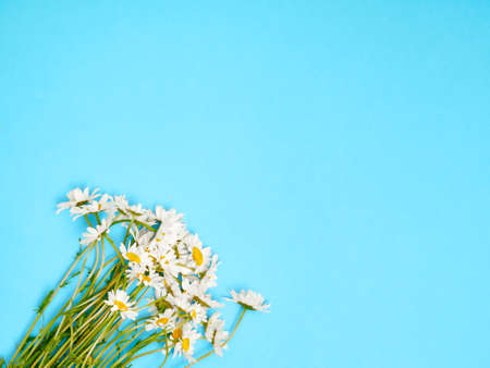 Chamomile flowers on blue background. Flat lay, top view, copy space.の写真素材