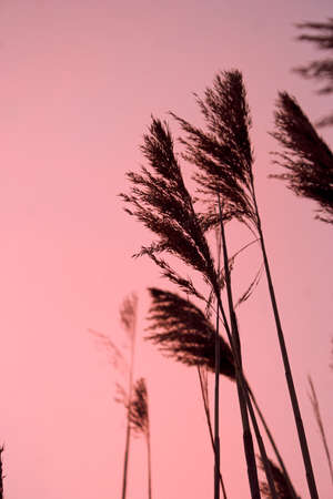 Summer dry reed at sunset.の写真素材
