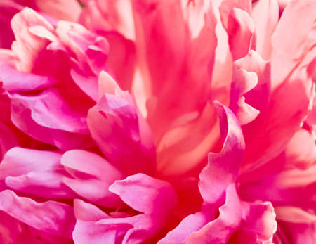 Unfocused abstract peony flowers background.の写真素材