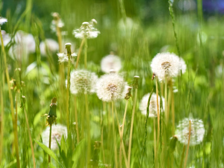 White fluffy dandelions in bloom.の写真素材