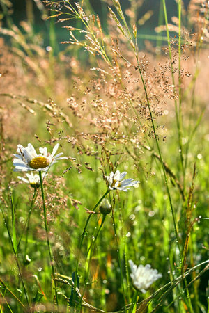 Morning dew on green grass and colorful flowers.の写真素材