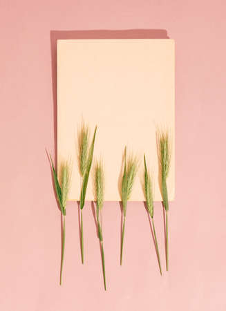 Green spikelets with blank paper for text.の写真素材
