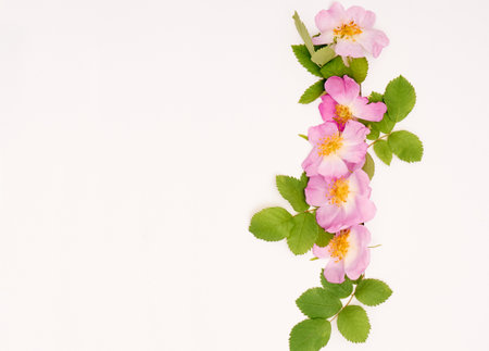 Composition with pink dog-rose flowers. Top view, copy spaceの写真素材