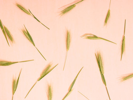 Floral pattern background of ears. Top view, flat lay.の写真素材
