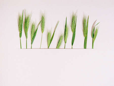 Composition with green spikelets. Top view, copy spaceの写真素材