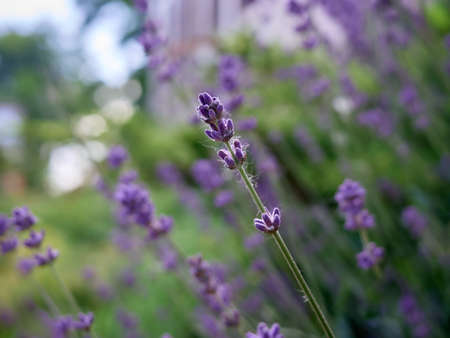 Soft focus on lavender flowers.の写真素材