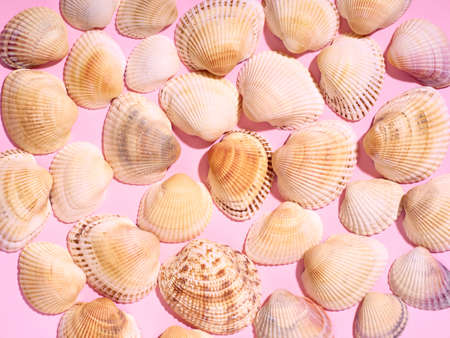 Sea shells pattern on pink background. Flat lay, top view.の写真素材
