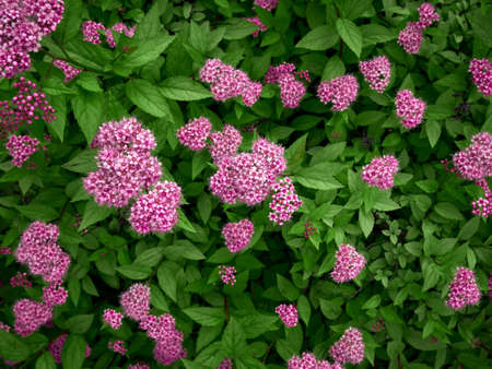 Pink flowers on a green background close-up.