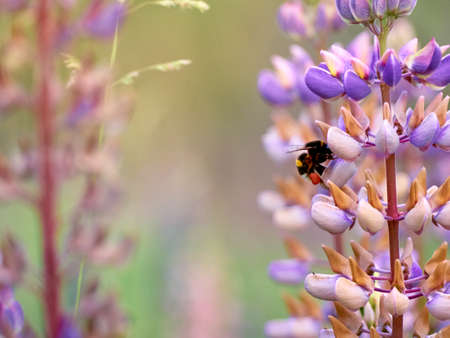 Lupine flowers blooms in the field.の写真素材