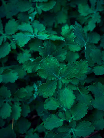 Background of dark green leaves.の写真素材