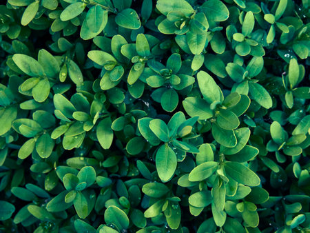 Background of fresh green leaves.の写真素材
