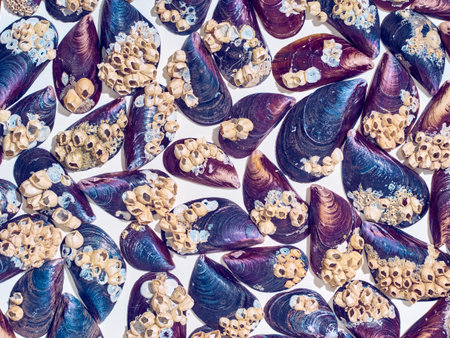 Sea shells background. Flat lay, top view.の写真素材