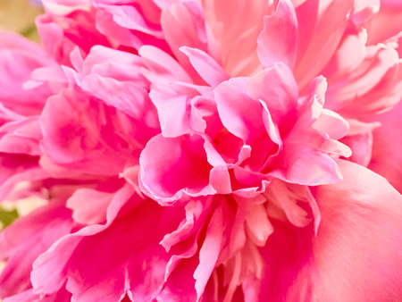 Unfocused abstract peony flowers background.の写真素材
