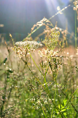 Morning dew on green grass and colorful flowers.