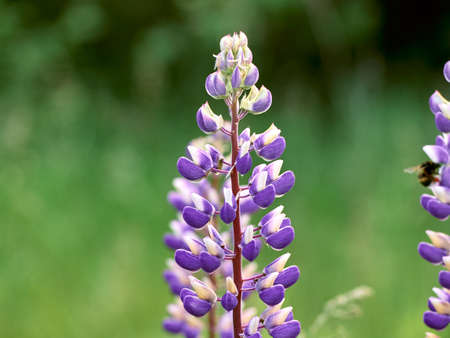 Lupine flowers blooms in the field.の写真素材