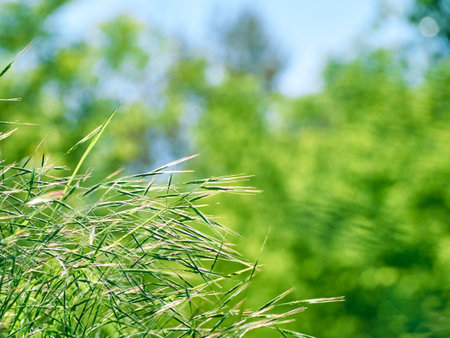 Green leaves blurred bokeh background.の写真素材