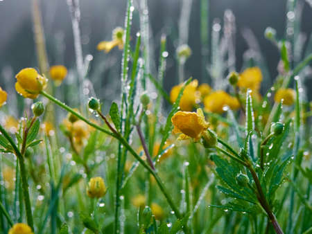 Morning dew on green grass and colorful flowers.の写真素材