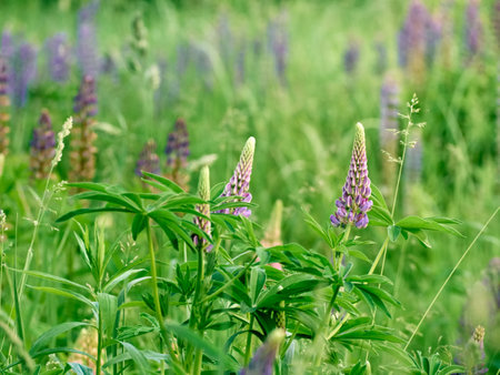 Lupine flowers blooms in the field.の写真素材