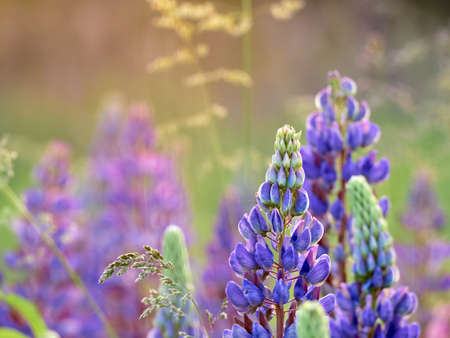 Lupine flowers blooms in the field.の写真素材