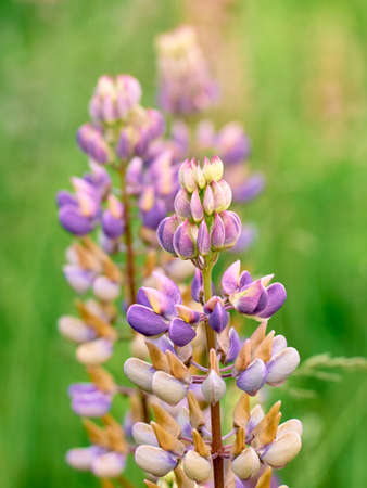Lupine flowers blooms in the field.の写真素材