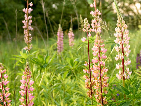 Lupine flowers blooms in the field.の写真素材