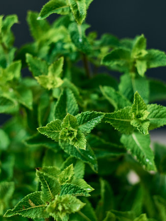 A bunch of fresh mint leaf on dark background.の写真素材