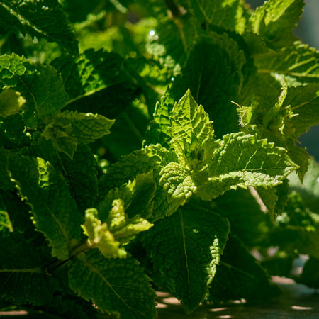 A bunch of fresh mint leaf on dark background.の写真素材