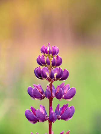Lupine flowers blooms in the field.の写真素材