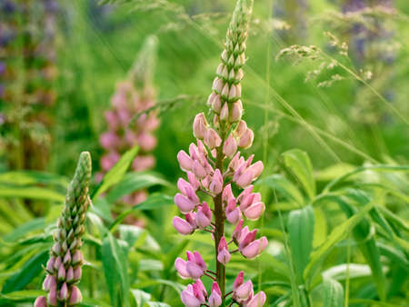 Lupine flowers blooms in the field.の写真素材