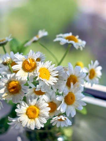 Bouquet of daisy flowers, close up.の写真素材